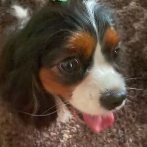 Meet your Posher, Olga